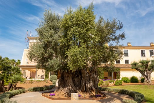 Very large and old olive tree in front of a holiday hotel in the holiday resort Cala Millor on the Spanish Balearic island Mallorca in front of a bright blue sky