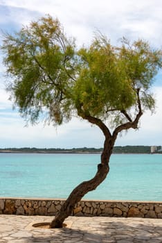 A single tree on the seafront in the holiday resort of Cala Millor with a beautiful view of Mittelmerr on the Spanish Balearic island of Mallorca in front of a bright blue sky.