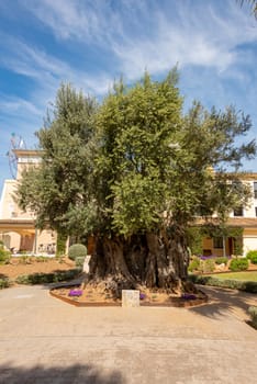 Very large and old olive tree in front of a holiday hotel in the holiday resort Cala Millor on the Spanish Balearic island Mallorca in front of a bright blue sky