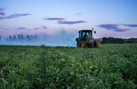 Tractor dusts with sulfur powder tomato plants at sunset. Extremadura, Spain
