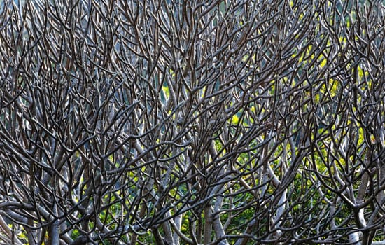Close Up of tree branches without leaves die a horrible drought for backgorund