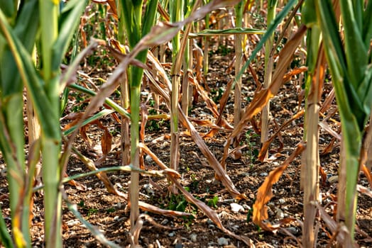 drought corn field in a hot summer