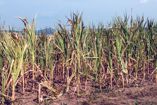 drought corn field in a hot summer