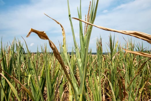 drought corn field in a hot summer