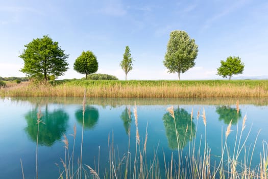 Trees in the green field by river in spring. Reflections can be seen in water.
