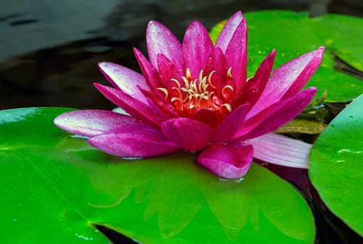 Pink water lily flower blooming in garden backyard pond during summer closeup