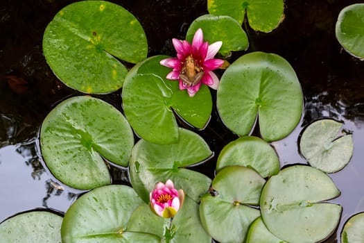 Pacific Chorus Tree Frog sitting on pink Water Lily Flower igarden backyard pond aerial top view