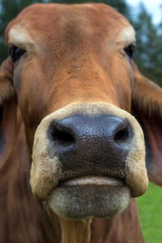 Brahman Cattle Mouth and Nostril closeup macro portrait