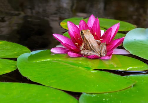 Pacific Chorus Tree Frog sitting on pink Water Lily Flower igarden backyard pond