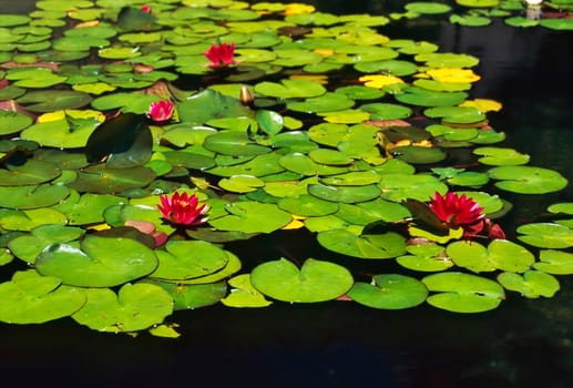 Garden with Water Lily in Pond