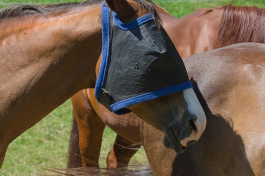 Fly protection mask for horses optimally protects the horse against insect