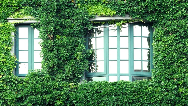 Many crawler green color leaves of Mexican daisy cover all on the old wall and window with european contemporary modern architecture building style.