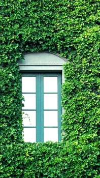 Many crawler green color leaves of Mexican daisy cover all on the old wall and window with european contemporary modern architecture building style.