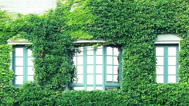 Many crawler green color leaves of Mexican daisy cover all on the old wall and window with european contemporary modern architecture building style.