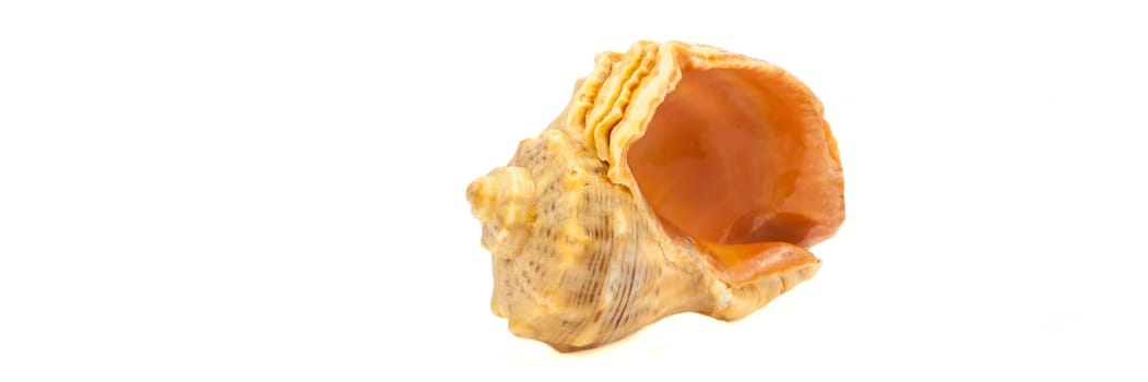 One seashell shell on a white background. Isolated.