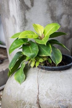 Tropical green leaves in vintage plant pot, stock photo