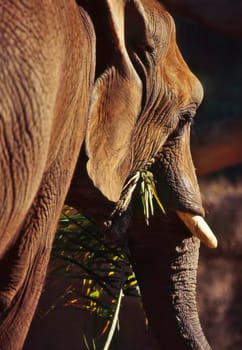 Close up of a elephant head