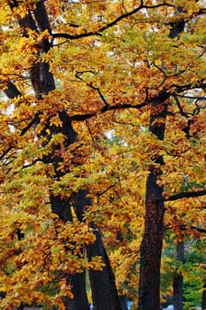 View of a forest in autumn