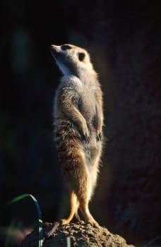 Meerkat on guard