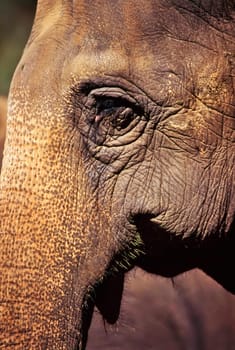 Close up of a elephant head