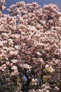 Magnolia tree blooming
