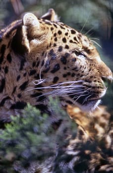 Close up of a leopard