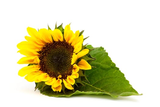 sunflower on white background (Helianthus)