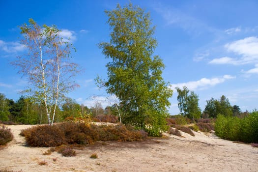 Heathland in National Park Maasduinen in the Netherlands