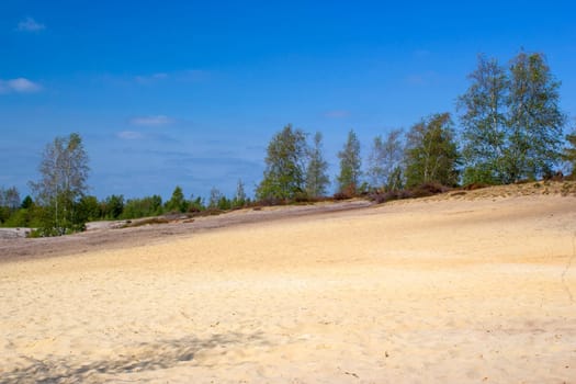 Heathland in National Park Maasduinen in the Netherlands