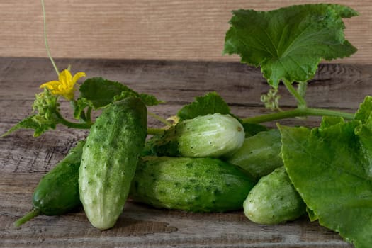 Fresh green cucumbers on a wooden background