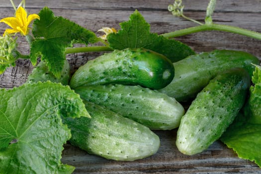 Fresh green cucumbers on a wooden background