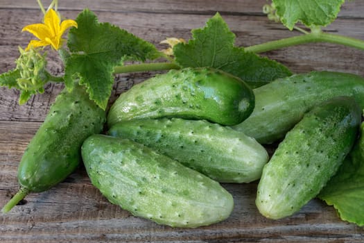 Fresh green cucumbers on a wooden background