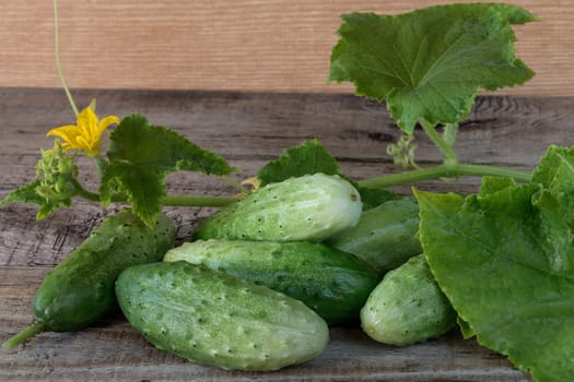 Fresh green cucumbers on a wooden background