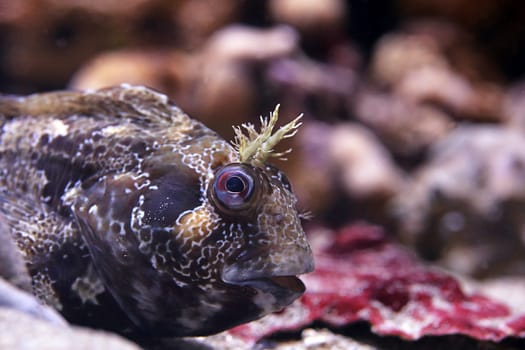 Tompot blenny Parablennius gattorugine