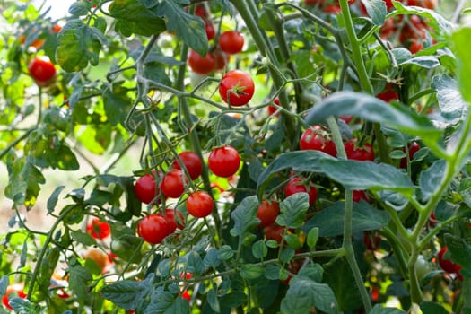 Little Red Cherry Tomatoes on a Branch with Green Leaves