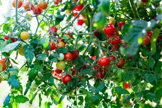 Organing Farming Red Cherry Tomatoes Plant Closeup with Imprefect Green Leaves