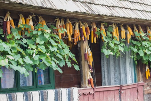 Hanged dry colorful corn