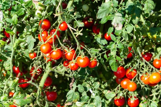 Organic Farming Red Cherry Tomatoes Plant Closeup