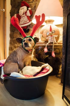 Patterdale Terrier is sitting in a bed at home with christmas decorations.