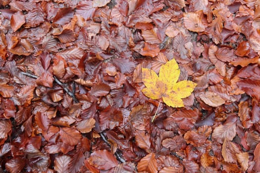 Autum fallen leaves and maple leaf - detail