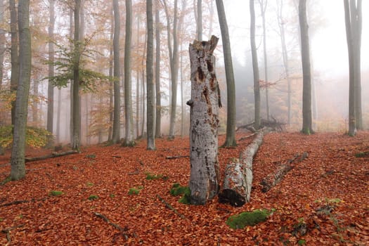 Beechwood Voderady - large beech forest with rare species of plants and animals, Prague-East District, Central Bohemian Region, Czech Republic