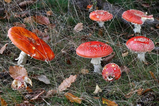 Amanita muscaria - fly poison amanita - in a forest