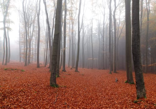 Beech woods in autumn early morning