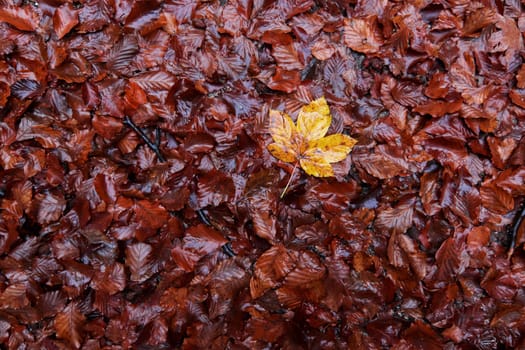 Wet fallen autumn leaves - detail