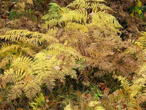 Abstract image of the fern in autumn forest