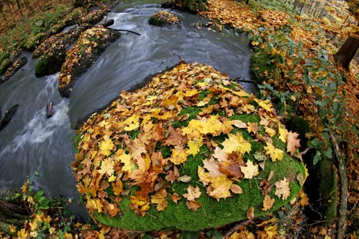 Autumn maple leaves on a boulder in a creek - fish eye lens