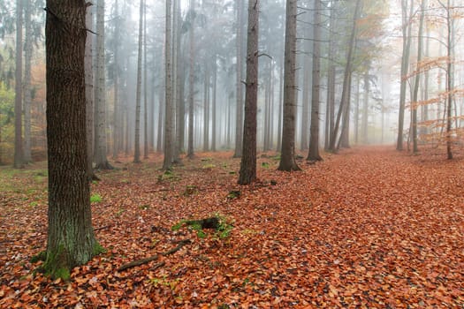 Beech woods in autumn