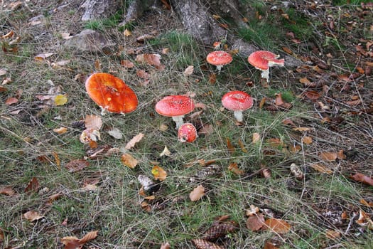 Fly poison amanita in a forest - detail