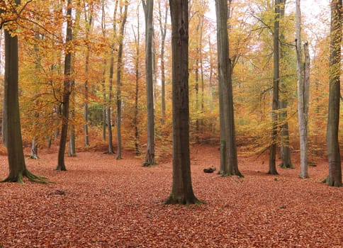 Beechwood Voderady - large beech forest with rare species of plants and animals, Prague-East District, Central Bohemian Region, Czech Republic