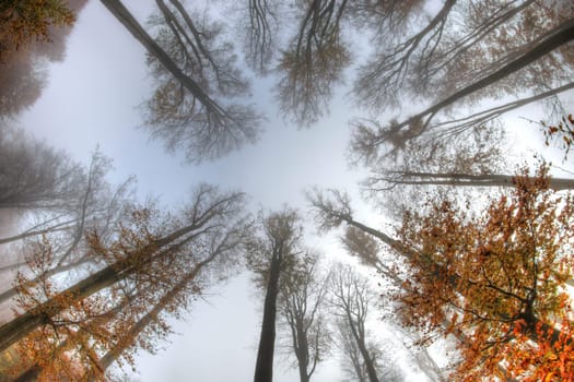 Misty haze in a beech forest in autumn - bottom view